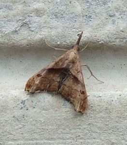 这种蛾有深色斑点。这家伙很小，要拍一张好照片真是个挑战。