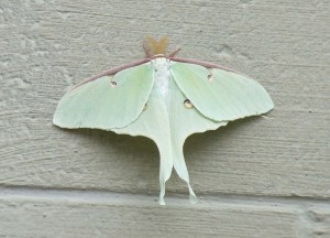 雄性月蛾。月蛾的寿命很短。它们真的很大，和你的手差不多大。