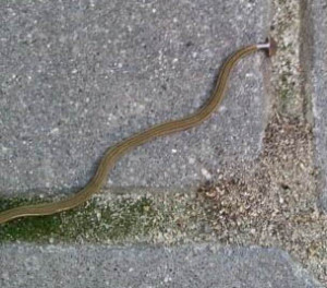 这是一只铲头的花园蠕虫。它们能长几英尺长，吃蚯蚓。不是蚯蚓养殖者的最爱，他们饲养蚯蚓卖给诱饵店。就像普通的蠕虫一样，我们通常在大雨后看到它们。