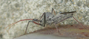 车轮虫。看看他背上看起来像齿轮的驼峰。这是一种捕食性昆虫——它们吃其他昆虫，所以在我的书中他是一个英雄。