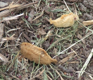 猫毛虫。它们看起来可爱可爱，但带有毒液。有点像史前的样子，你不觉得吗？
