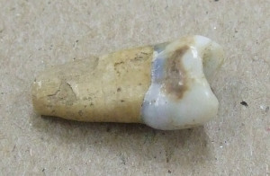 这是人的牙齿，很可能是乳牙。发现这东西的袋子上标着