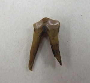 在龙森号的船体上发现了许多动物的牙齿。这是在藏品中重新发现的较小的牙齿之一。