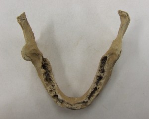 这是在龙森号船体中发现的一种动物的颚骨。