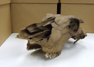 这是威利。他是在龙森发现的牛头骨。