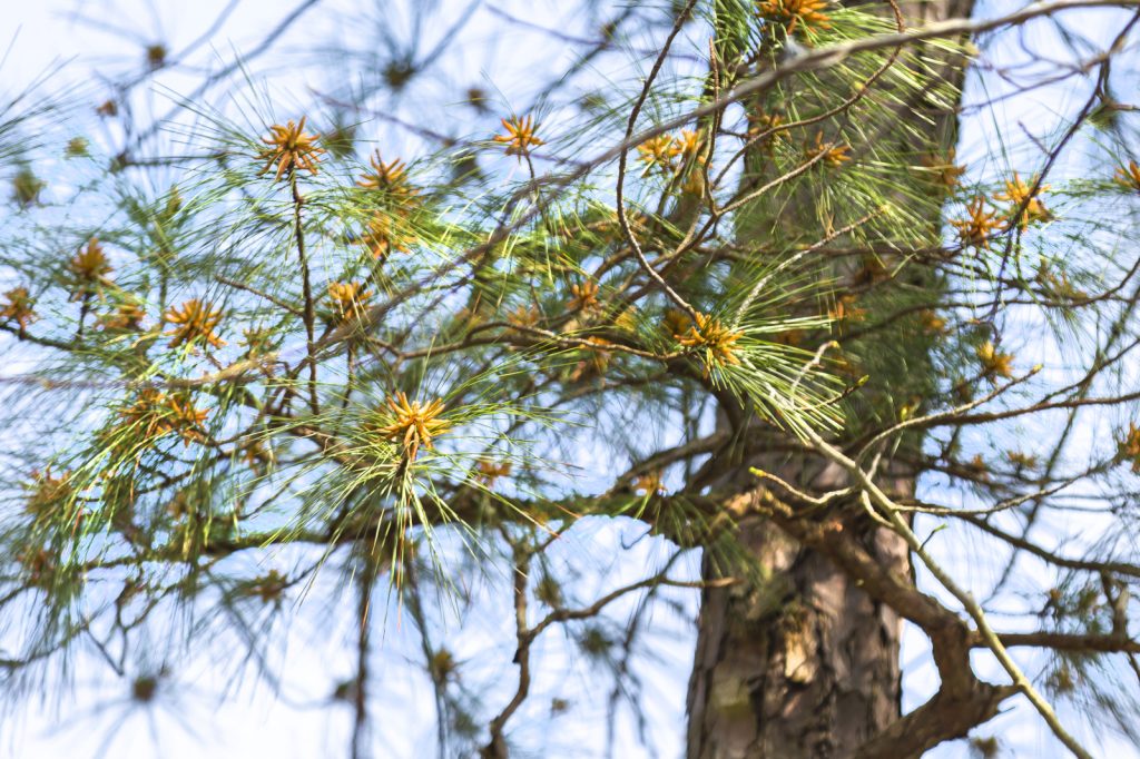 公园里的火炬松。