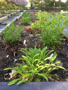 在抬高的苗床上生长的几株白花须舌植物