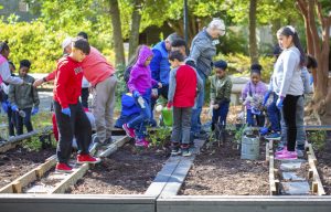 来自L.F. Palmers小学的三年级学生在水手博物馆公园的授粉者花园工作。