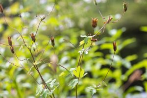 哥伦拜恩开花后