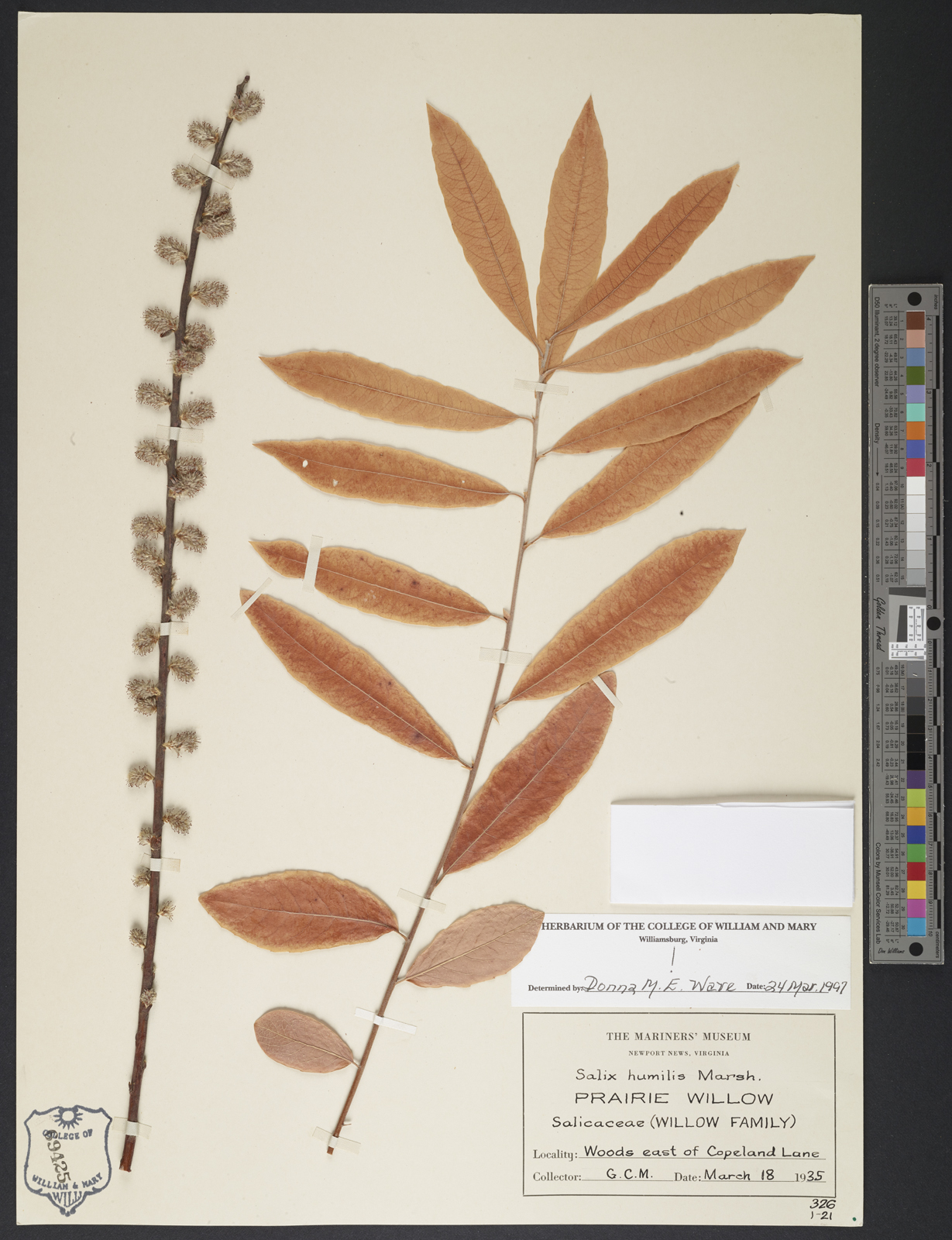 植物压力，1935年