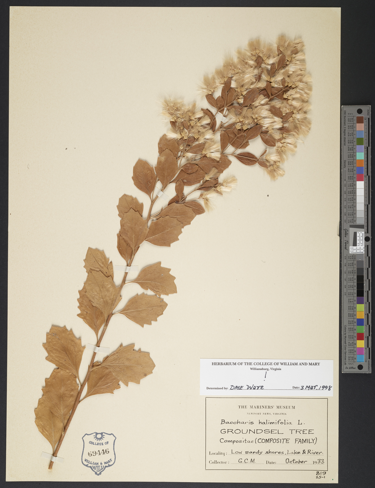 植物压力，1935年