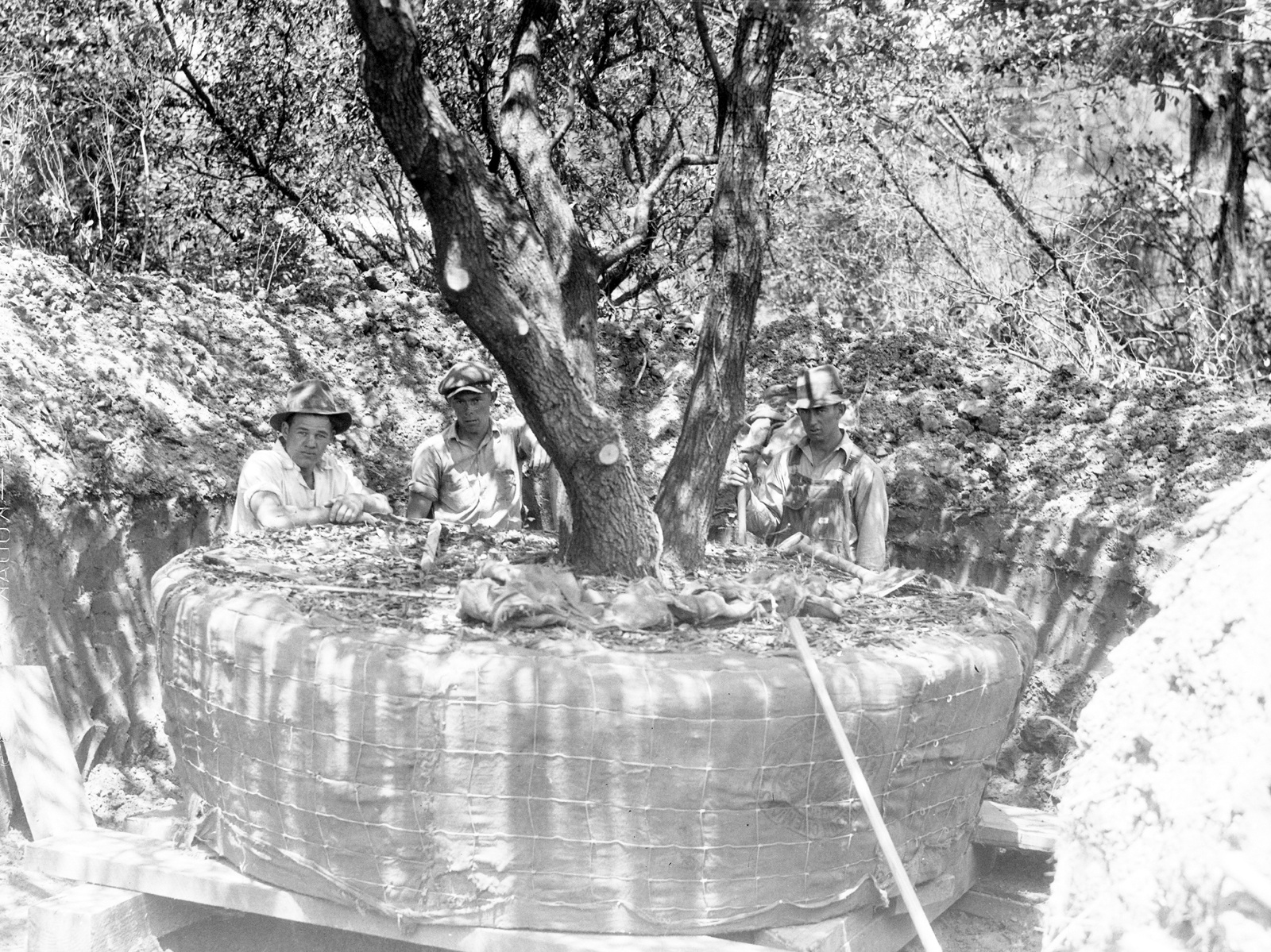 活橡树种植(1935年)