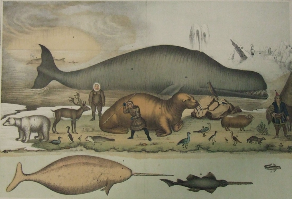 1851年在北极发现的动物石版画。