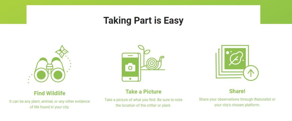 参与城市自然挑战，找到野生动物并拍照。