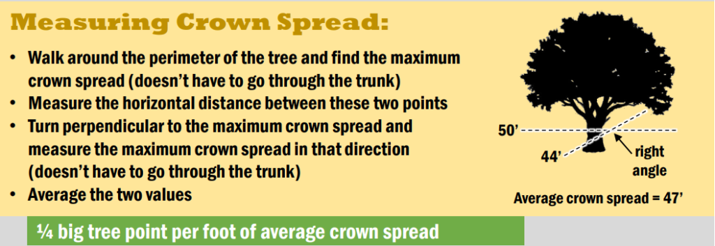 一种关于如何测量树冠宽度的信息图表。