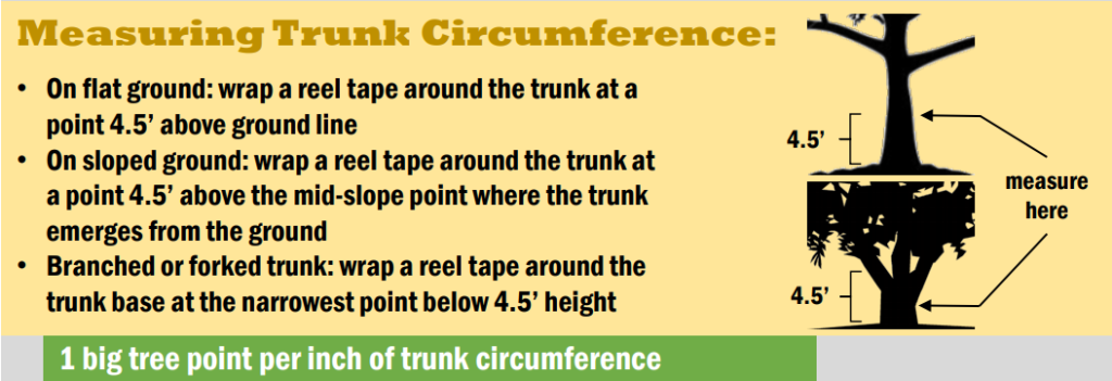 关于如何测量树木周长的信息图表。
