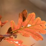 秋天长着橘叶的橡树