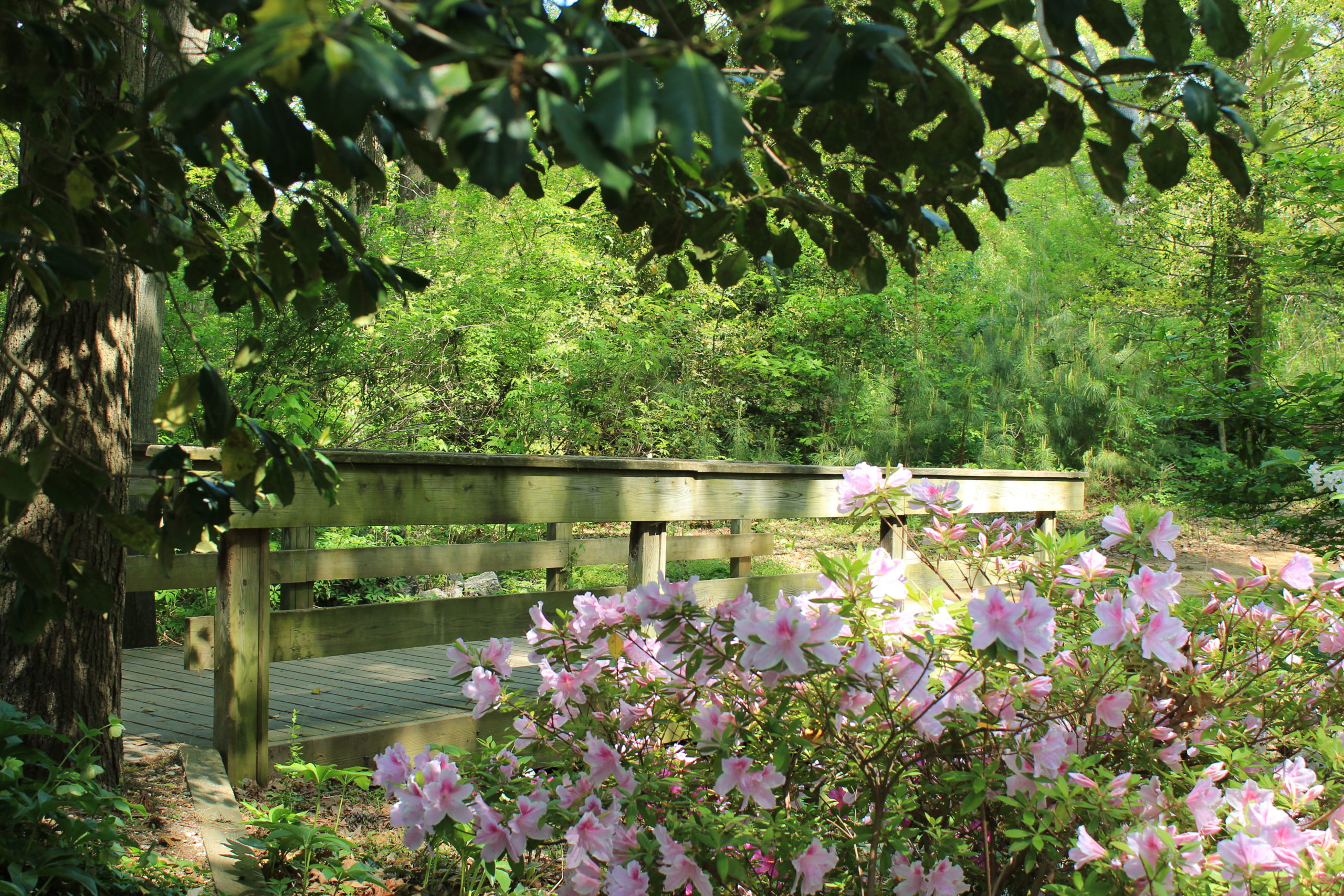 在Noland Trail的桥梁