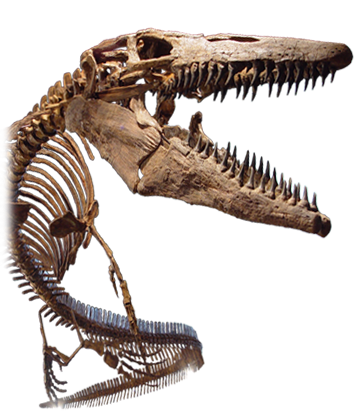 Tylosaurus